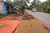 Planting clove trees, harvesting and drying the flowers known as cloves. Drying flower buds on roadside tarpaulins, Zanzibar