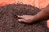 Planting clove trees, harvesting and drying the flowers known as cloves. Planter stirring his crop for proper drying. Drying flower buds on roadside tarpaulins, Zanzibar