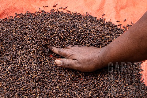 Planting_clove_trees_harvesting_and_drying_the_flowers_known_as_cloves_Planter_stirring_his_crop_for