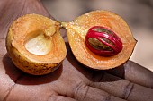 Nutmeg, seed of the ovoid fruit of the nutmeg tree (Myristica fragrans), growing in the tropics, Zanzibar.