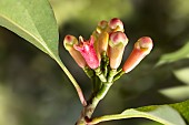 Clove tree flowers (Syzygium aromaticum) or cloves, spice, Zanzibar