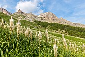 Flowerbed of Rimmed lichen (Asphodelus albus) at the Col du Lautaret (2057 m), Le Monêtier-les-Bains, Hautes-Alpes, France