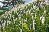 Flowerbed of Rimmed lichen (Asphodelus albus) at the Col du Lautaret (2057 m), Le Monêtier-les-Bains, Hautes-Alpes, France