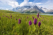 Bed of Elderflower Orchid (Dactylorhiza latifolia) at the edge of Lac du Pontet (1955 m) with La Meije (3983 m) in the background, upper Romanche valley, Villar-dArêne, Hautes-Alpes, France