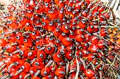 Oil palm plantation, fruit ready to be harvested, Sandakan, Sabah, Malaysia, North Borneo, Southeast Asia