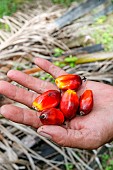 Oil palm plantation, fruit ready to be harvested, Sandakan, Sabah, Malaysia, North Borneo, Southeast Asia