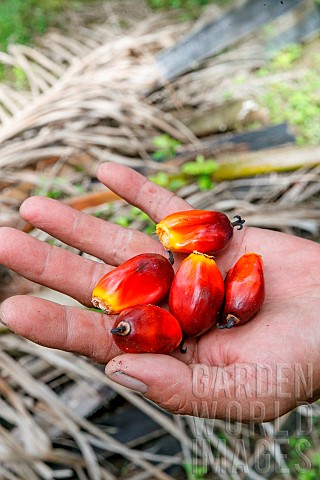 Oil_palm_plantation_fruit_ready_to_be_harvested_Sandakan_Sabah_Malaysia_North_Borneo_Southeast_Asia