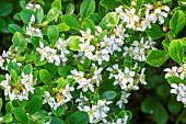 scallonia langleyensis Uracladon, flowers