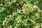 Silverleaf cotoneaster, Cotoneaster pannosus, in bloom