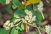 Silverleaf cotoneaster, Cotoneaster pannosus, in bloom