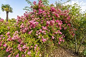 Rosa Maria Lisa in bloom