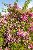 Rosa Maria Lisa in bloom