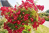 Rosa Rouge Meillandecor, in bloom