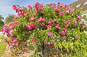 Rosa Neon, in bloom