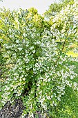 scallonia langleyensis Uracladon, in bloom