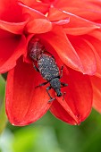 Weevil (Otiorhynchus sp.) on a Dahlia flower, Piedmont, Italy