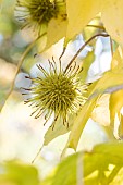 Formosan gum (Liquidambar formosana) fruit