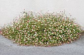 Mexican fleabane (Erigeron karvinskianus) growing between wall and sidewalk, Cotes-dArmor, France