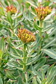 Golden root (Rhodiola rosea), Savoie, France