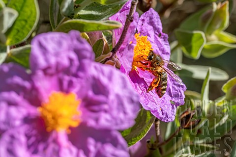 Honey_Bee_Apis_mellifera_foraging_on_Greyleaved_cistus_Cistus_albidus_flower_BouchesduRhone_France