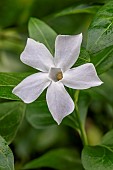 Lesser periwinkle (Vinca minor) Alba