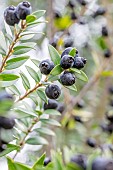 Myrtle (Myrtus communis) berries