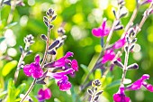 Sage Violette de Loire, Salvia jamensis Violette de Loire, flowers