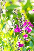 Sage Violette de Loire, Salvia jamensis Violette de Loire, flowers