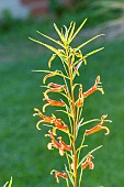 Drooping Lobelia, Lobelia laxiflora, flowers