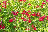 Baby Sage Wendys Surprise, Salvia microphylla Wendys Surprise, flowers
