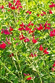 Baby Sage Wendys Surprise, Salvia microphylla Wendys Surprise, flowers