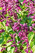 Scarlet sage, Salvia splendens, Lighthouse Purple, flowers