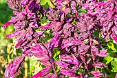 Scarlet sage, Salvia splendens, Lighthouse Purple, flowers