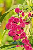 Castorbean, Ricinus communis Red Spire, flowers