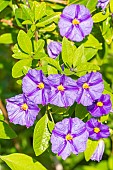 Blue potato bush, Solanum rantonnetii Outre Mer, flowers