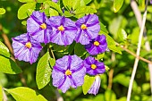 Blue potato bush, Solanum rantonnetii Outre Mer, flowers