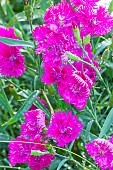 Sweet William Elegans Melange, Dianthus chinensis Elegans Melange, flowers