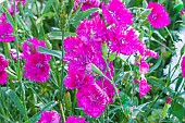 Sweet William Elegans Melange, Dianthus chinensis Elegans Melange, flowers