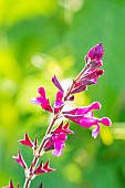 Sage Le Petit Jardin, Salvia Le Petit Jardin, flowers