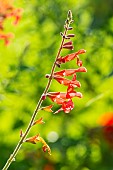 Mountain sage, Salvia regla, flowers