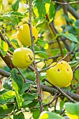 Flowering Quince, Chaenomeles speciosa Nivalis, fruits