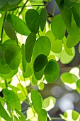 Leaves of the Yunnan Orchid Vine (Bauhinia yunnanensis)