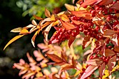 Heavenly bamboo (Nandina domestica), fruits and leaves in autumn