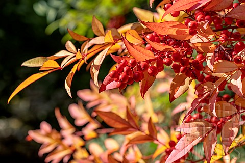 Heavenly_bamboo_Nandina_domestica_fruits_and_leaves_in_autumn