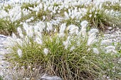 Feathertop (Pennisetum villosum) growing on rocky wasteland, Bouches-du-Rhone, France