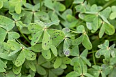 Bermuda Buttercup (Oxalis pes-caprae) foliage with leaflets partially folded over the petiole, Bouches-du-Rhone, France