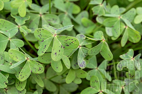Bermuda_Buttercup_Oxalis_pescaprae_foliage_with_leaflets_partially_folded_over_the_petiole_Bouchesdu