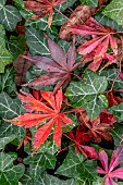 Dead leaves of Japanese maple (Acer palmatum) fallen on a bed of Ivy (Hedera sp.)