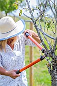 Woman cutting dead branches from a plum tree in summer.