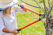 Woman cutting dead branches from a plum tree in summer.